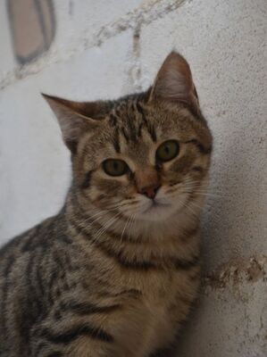 Angel (geb. Dez. 2024) - EKH-Kater, EKH - Kater