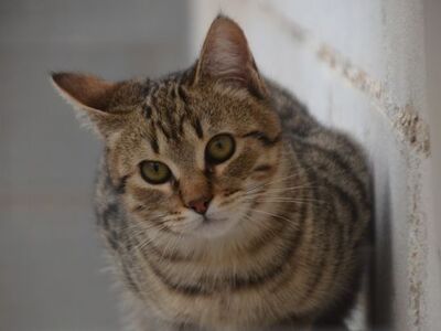 Angel (geb. Dez. 2024) - EKH-Kater, EKH - Kater