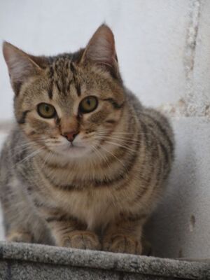 Angel (geb. Dez. 2024) - EKH-Kater, EKH - Kater