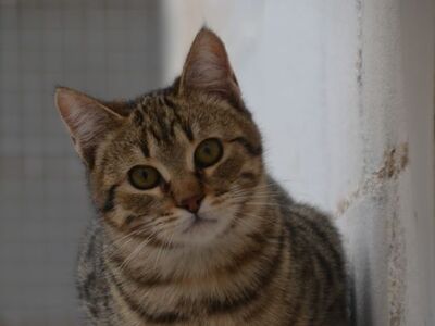 Angel (geb. Dez. 2024) - EKH-Kater, EKH - Kater