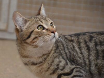 Angel geb. Dezember 24, EKH - Kater
