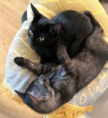 Anna und Tom, Eur. Kurzhaar Jungtier - Katze
