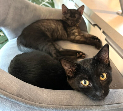 Anna und Tom, Eur. Kurzhaar Jungtier - Katze