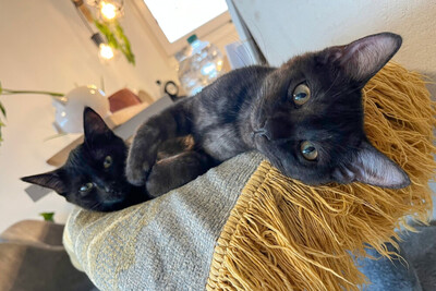Anna und Tom, Eur. Kurzhaar Jungtier - Katze