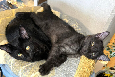Anna und Tom, Eur. Kurzhaar Jungtier - Katze