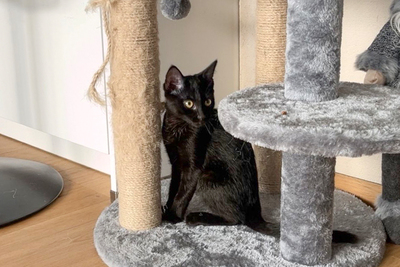 Anna und Tom, Eur. Kurzhaar Jungtier - Katze