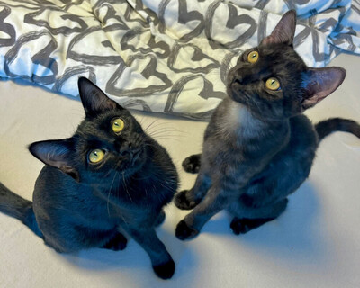 Anna und Tom, Eur. Kurzhaar Jungtier - Katze