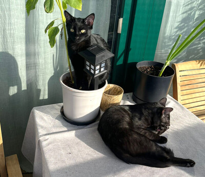 Anna und Tom, Eur. Kurzhaar Jungtier - Katze