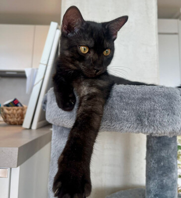 Anna und Tom, Eur. Kurzhaar Jungtier - Katze