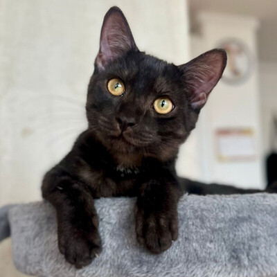 Anna und Tom, Eur. Kurzhaar Jungtier - Katze
