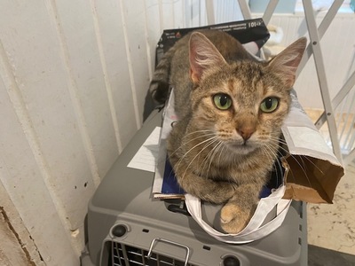 Anouk - Wunderschöne Katzendame, ca. 3 Jahre, MIschling - Katze