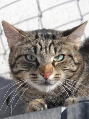 Anton (geb. April 2023) - EKH-Kater, EKH - Kater