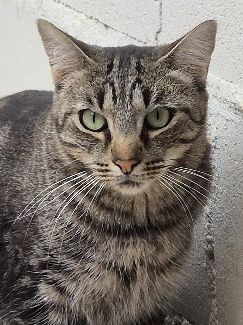 Anton (geb. April 2023) - EKH-Kater, EKH - Kater