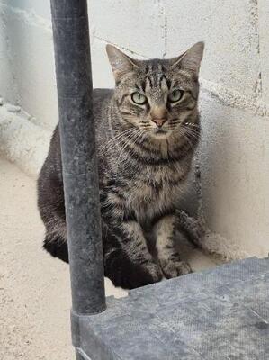 Anton (geb. April 2023) - EKH-Kater, EKH - Kater