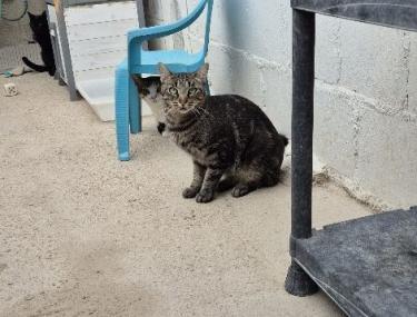 Anton (geb. April 2023) - EKH-Kater, EKH - Kater