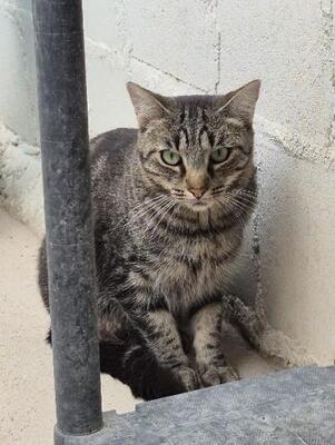 Anton (geb. April 2023) - EKH-Kater, EKH - Kater