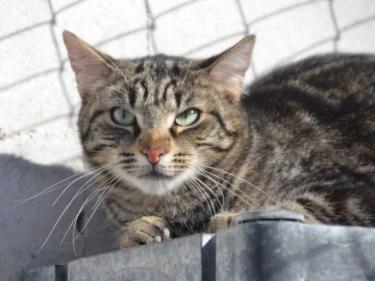 Anton (geb. April 2023) - EKH-Kater, EKH - Kater