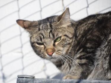Anton (geb. April 2023) - EKH-Kater, EKH - Kater