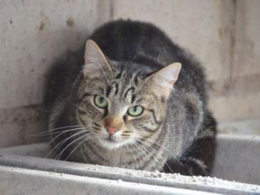 Anton (geb. April 2023) - EKH-Kater, EKH - Kater