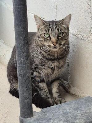 Anton (geb. April 2023) - EKH-Kater, EKH - Kater