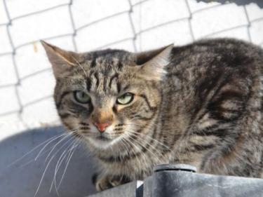 Anton (geb. April 2023) - EKH-Kater, EKH - Kater