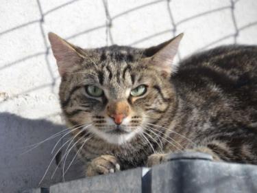 Anton (geb. April 2023) - EKH-Kater, EKH - Kater