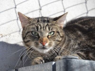 Anton geb. April 23, EKH - Kater