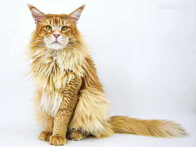 Anton of Maine Coon Castle, Maine Coon - Kater