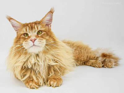Anton of Maine Coon Castle, Maine Coon - Kater
