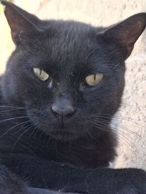 Apolo, Europäisch Kurzhaar - Kater