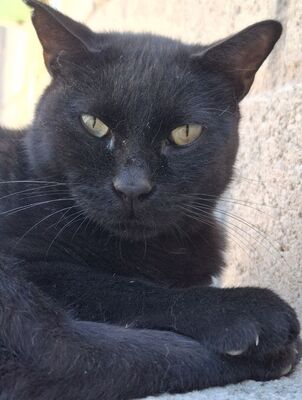 Apolo, Europäisch Kurzhaar - Kater