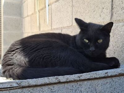 Apolo, Europäisch Kurzhaar - Kater