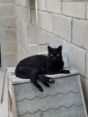 Apolo, Europäisch Kurzhaar - Kater