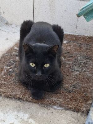 Apolo, Europäisch Kurzhaar - Kater