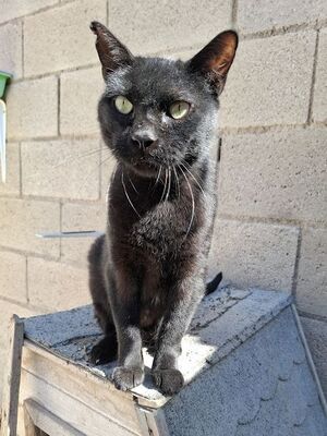 Apolo, Europäisch Kurzhaar - Kater