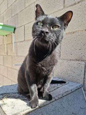 Apolo, Europäisch Kurzhaar - Kater