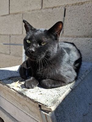 Apolo, Europäisch Kurzhaar - Kater