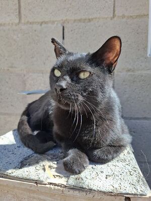 Apolo, Europäisch Kurzhaar - Kater