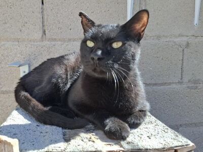 Apolo, Europäisch Kurzhaar - Kater