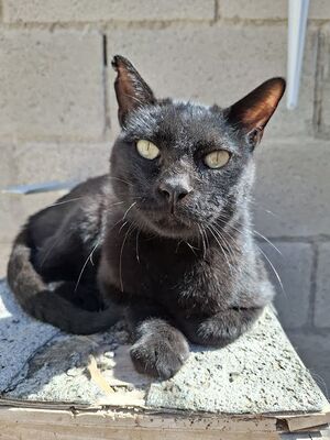 Apolo, Europäisch Kurzhaar - Kater