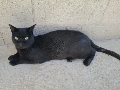 Apolo, Europäisch Kurzhaar - Kater