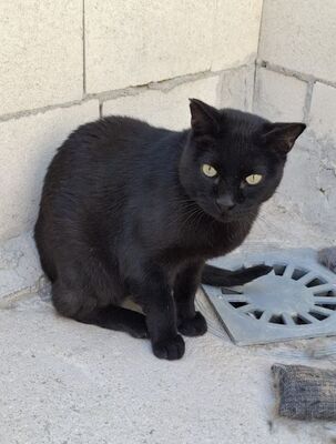 Apolo, Europäisch Kurzhaar - Kater