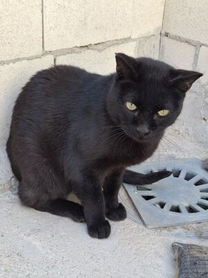 Apolo, Europäisch Kurzhaar - Kater