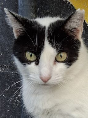 Apple, Europäisch Kurzhaar - Katze