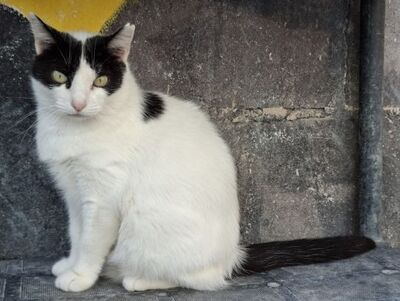 Apple, Europäisch Kurzhaar - Katze