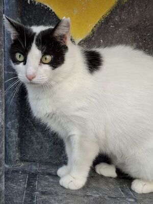 Apple, Europäisch Kurzhaar - Katze