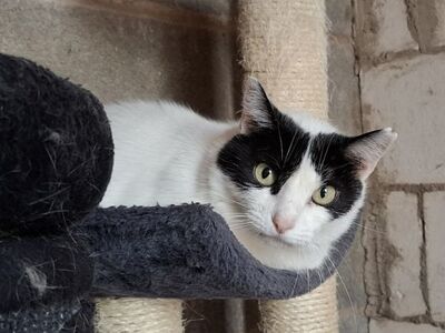 Apple, Europäisch Kurzhaar - Katze