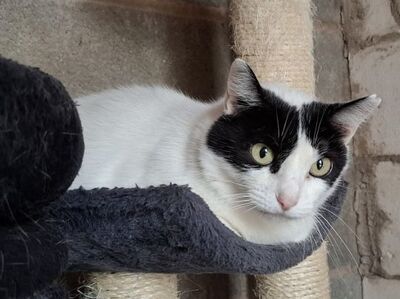 Apple, Europäisch Kurzhaar - Katze