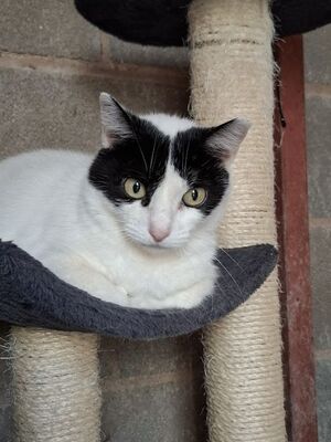 Apple, Europäisch Kurzhaar - Katze