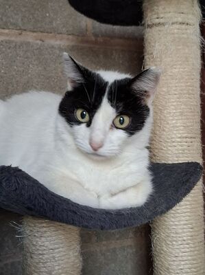 Apple, Europäisch Kurzhaar - Katze